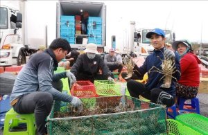 Gắn 'hộ chiếu' để tôm hùm xuất khẩu chính ngạch