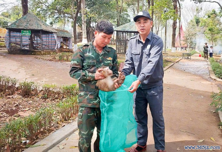 Đưa rùa， khỉ， trăn quý từ công viên về rừng tự nhiên - Ảnh 2.