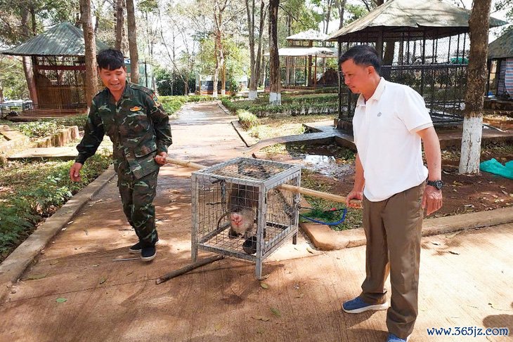 Đưa rùa， khỉ， trăn quý từ công viên về rừng tự nhiên - Ảnh 1.